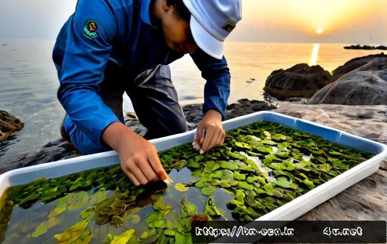 해조류 생태 연구 - Photorealistic marine ecology researcher in modest waterproof field clothing examining diverse seawe...